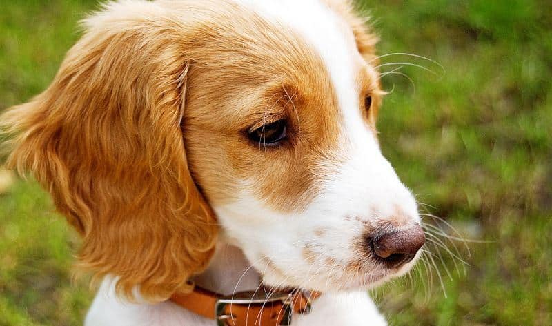 dog.jpg