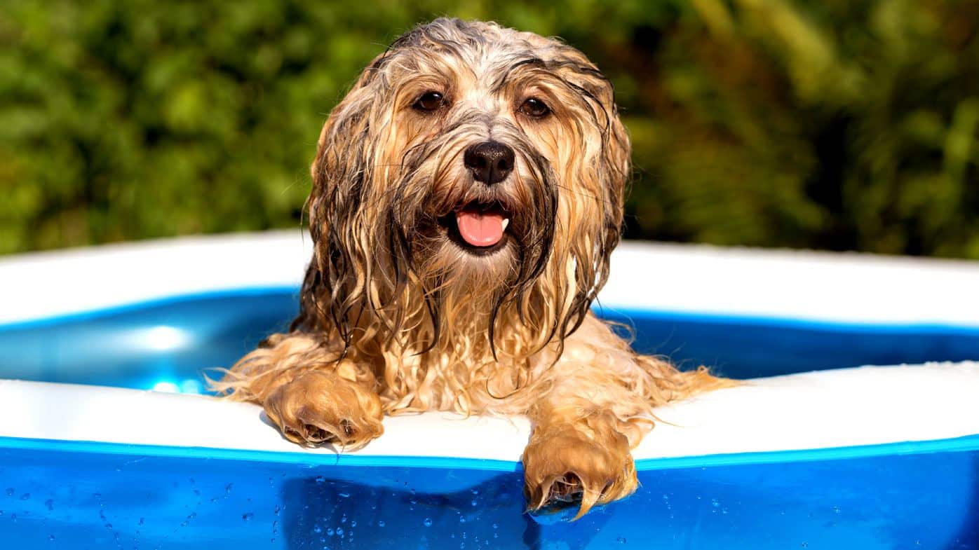 dog_in_water.jpg