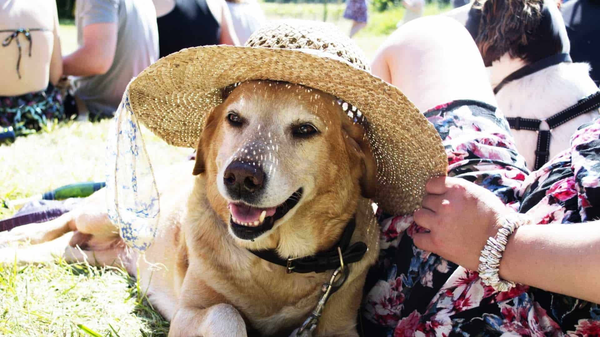doggalive.jpg
