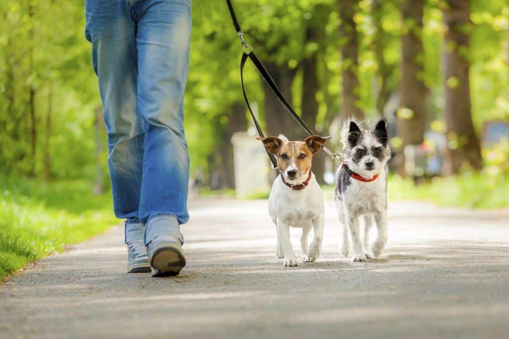 dogs-going-for-a-walk.jpg