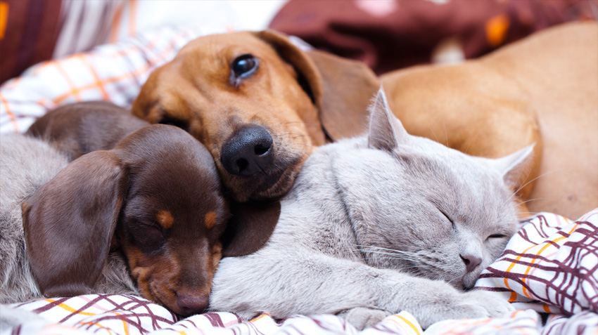 dogscatssnuggling850.jpg
