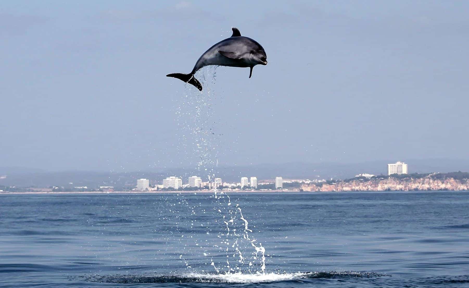 dolphin_photo_wildwatch_algarve.jpg