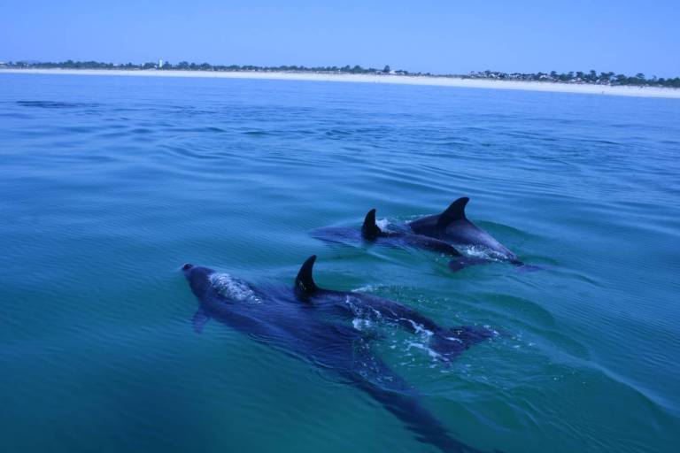 dolphins