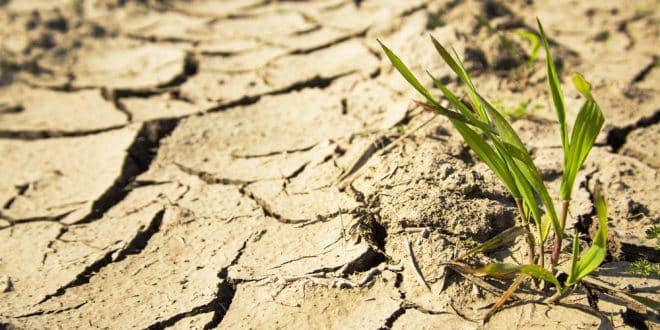drought.jpg