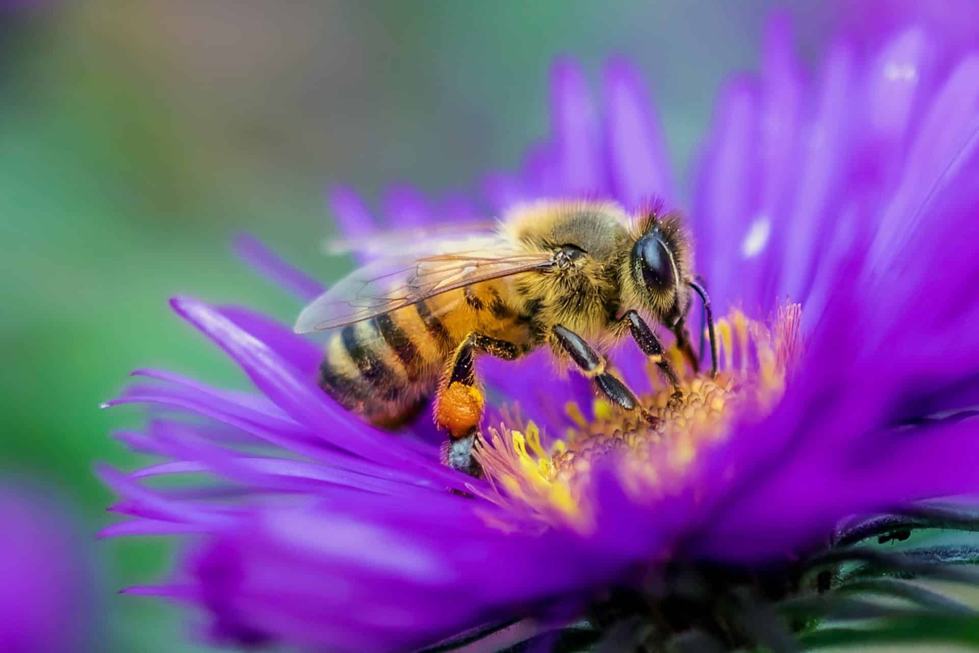 bee