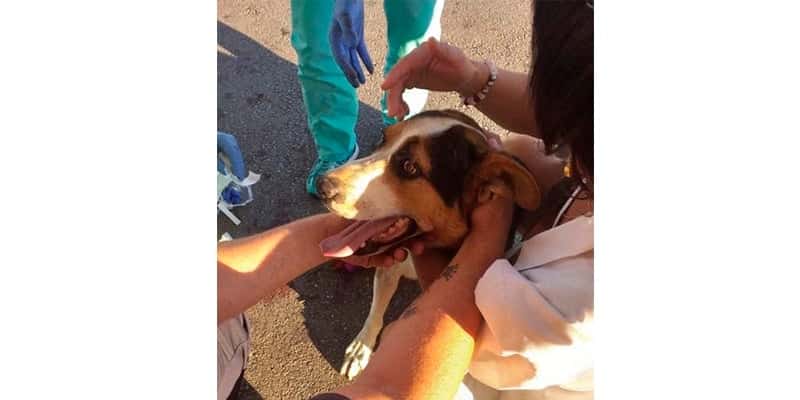 INEM surprised by ‘four legged’ patient