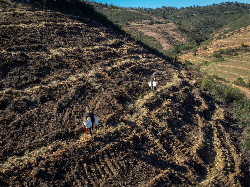 Renature Monchique project to plant another 125,000 trees|Renature Monchique project to plant another 125,000 trees|Renature Monchique project to plant another 125,000 trees|Renature Monchique project to plant another 125,000 trees
