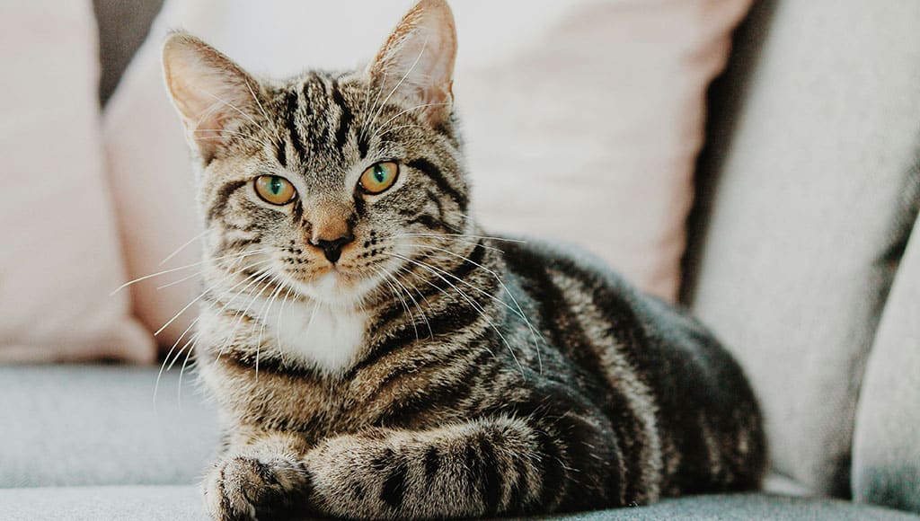 cat|apaa 'Pop-Up'