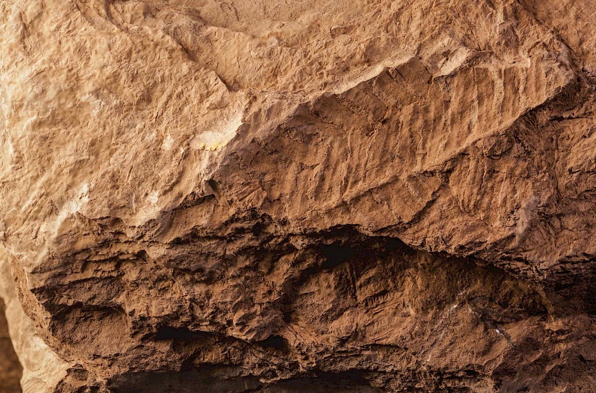 Researchers find unknown 300 million-year-old species of fern