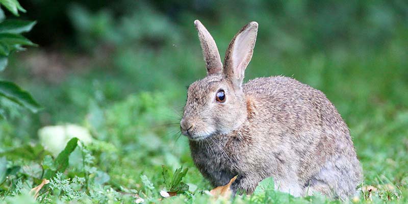Rabbit now in danger of extinction - along with 30,000 other animals, birds and plants
