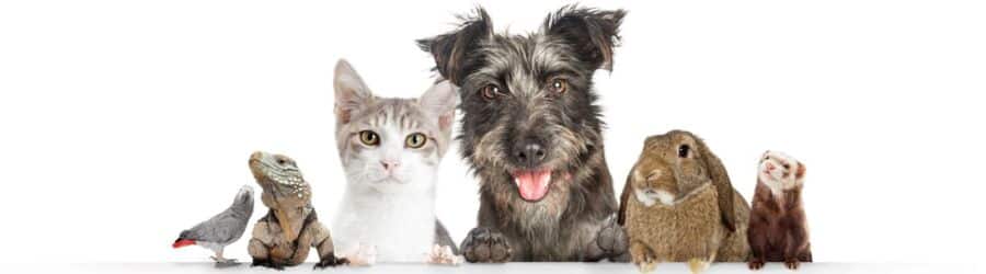 Pets