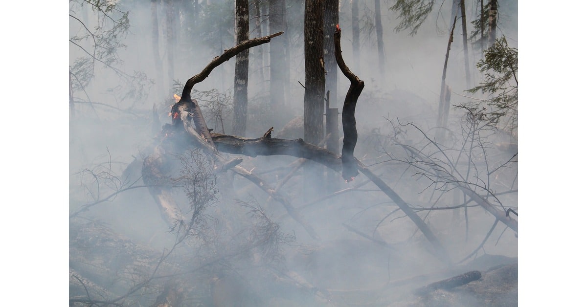 Madeira won't be the same for decades after this wildfire. As reports exclaim, they devoured the island's green heart