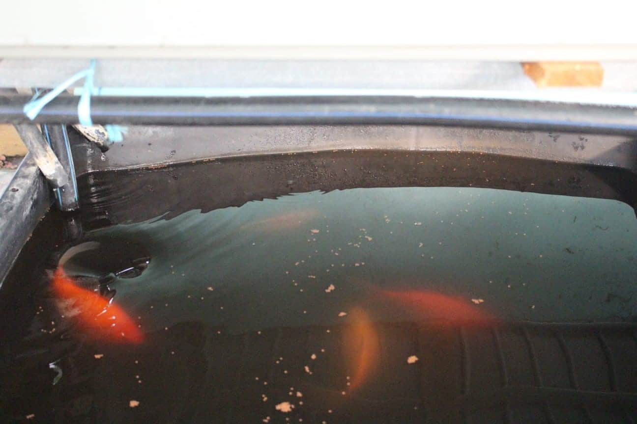 Local resident grows organic microgreens in São Brás