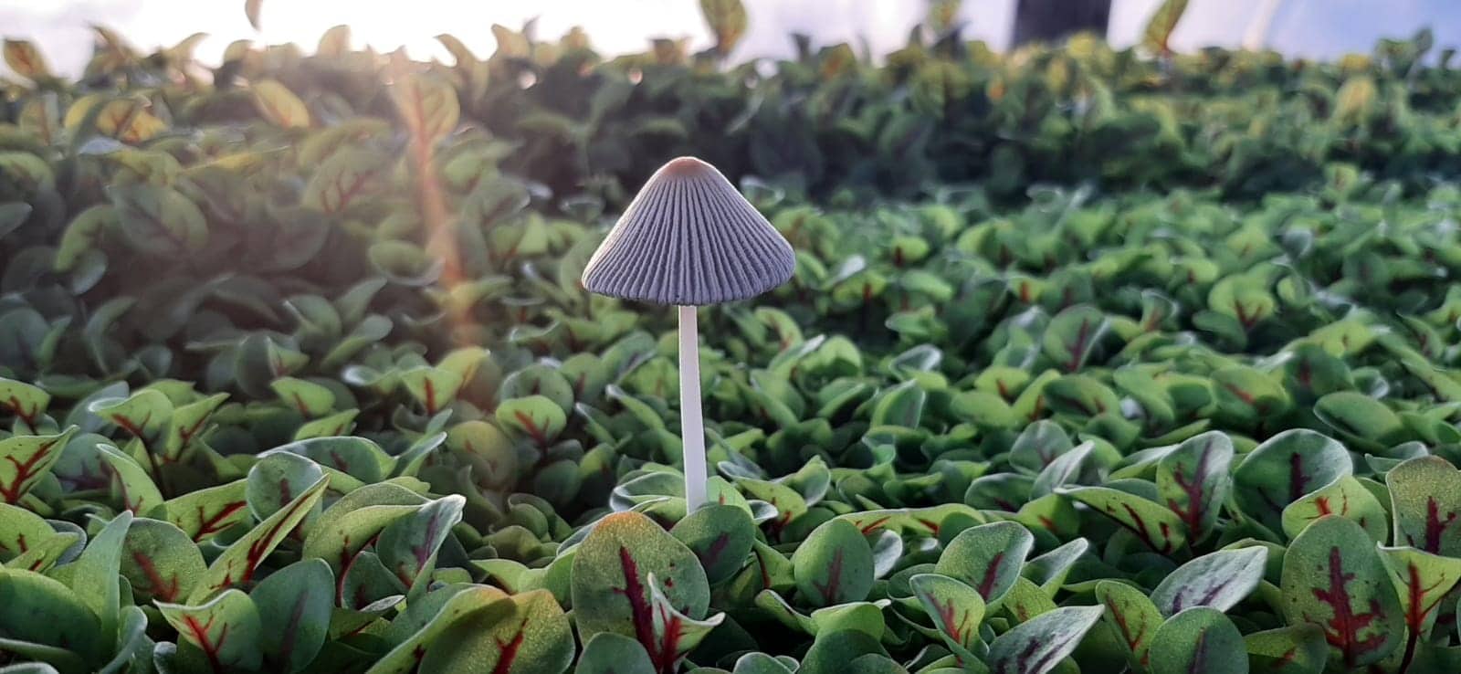 Local resident grows organic microgreens in São Brás