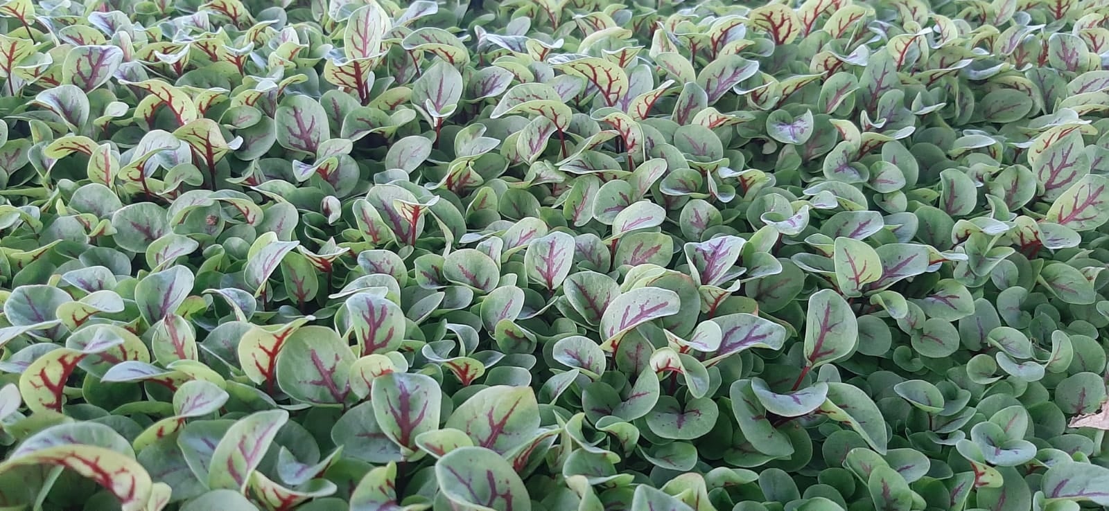 Local resident grows organic microgreens in São Brás