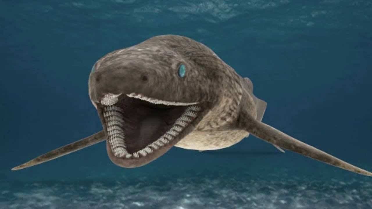 frilled_shark_1.jpg