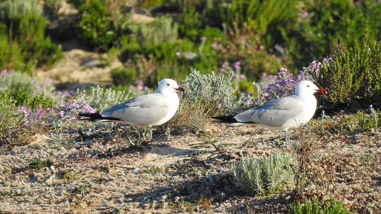 World's largest colony of Audouin's gull lives in the Ria Formosa and is growing|World's largest colony of Audouin's gull lives in the Ria Formosa and is growing|World's largest colony of Audouin's gull lives in the Ria Formosa and is growing|World's largest colony of Audouin's gull lives in the Ria Formosa and is growing|World's largest colony of Audouin's gull lives in the Ria Formosa and is growing