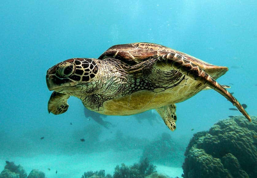 sea turtle