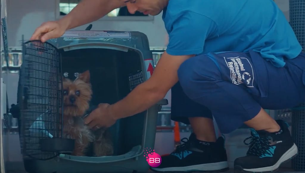 A dog in a transport cage being received by Global Pets staff at the end of its international pet transport|Stress-free pet relocation – how to ensure a safe journey for your furry friends|Stress-free pet relocation – how to ensure a safe journey for your furry friends