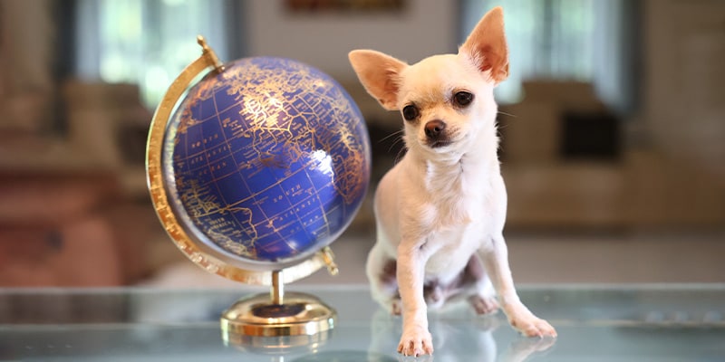 A small dog next to a globe to illustrate the concept of pet relocation|global pets van