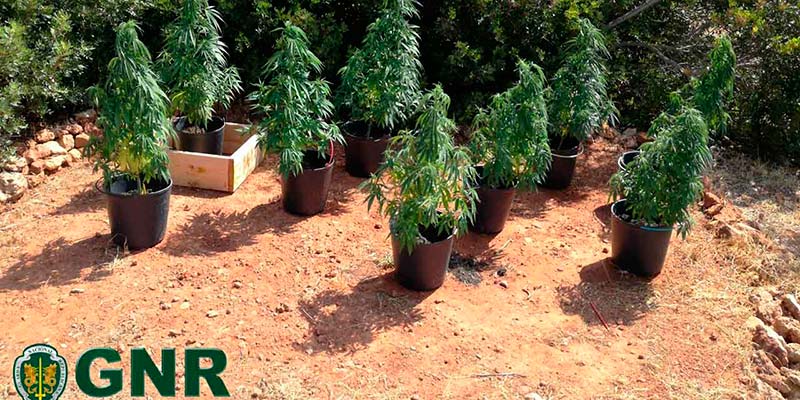 Cannabis bust in Vila do Bispo