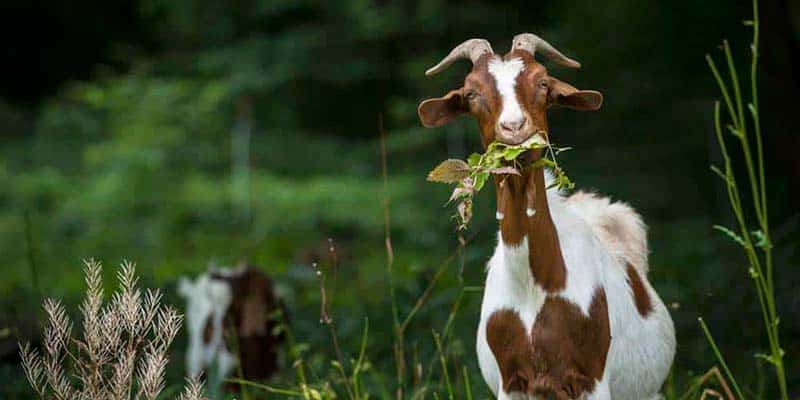 Portugal’s “low-cost firefighting goats” featured in New York Times