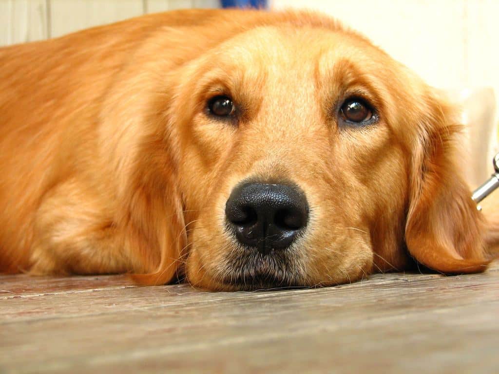 goldenretriever.jpg