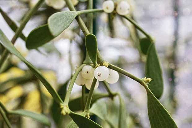 health-herbs-mistletoe-2993569_1920.jpg