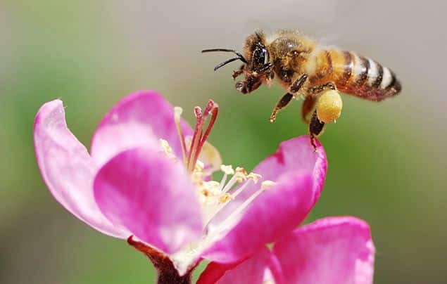 honeybee
