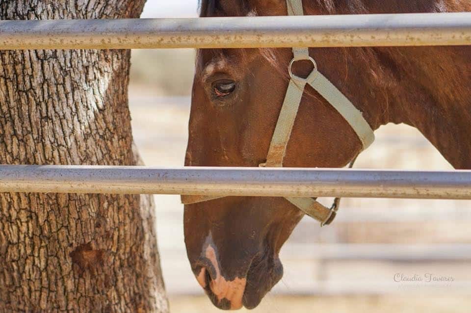 horse_petition.jpg