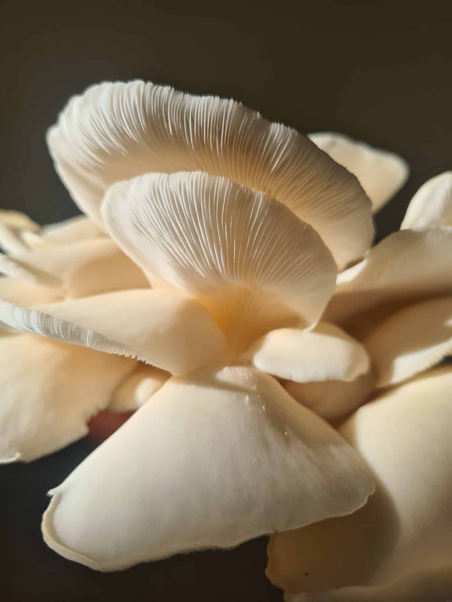 Hypsizygus ulmarius - Elm oyster