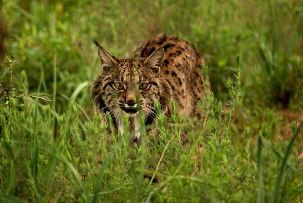iberian_lynx_fandango01.jpg