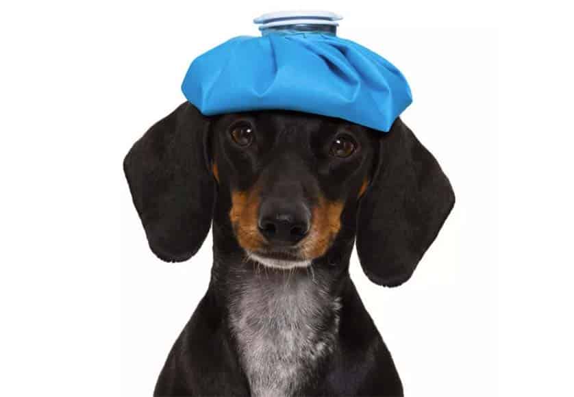 Helping paws: when a wag isn’t…