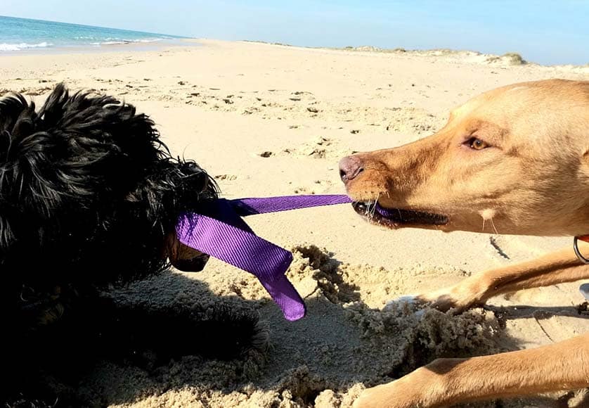 Dogs and resource guarding|Dogs and resource guarding
