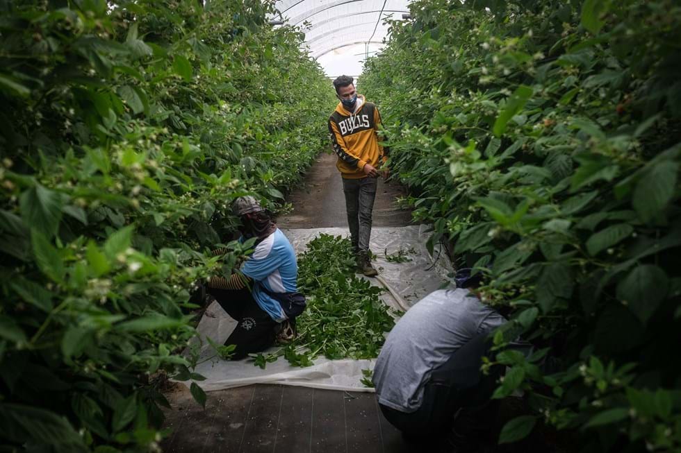 Immigrants working in greenhouses in Odemira. Image: Lusa