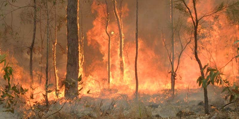 Portuguese donate 30 tons of food and water for Australia’s bushfire victims