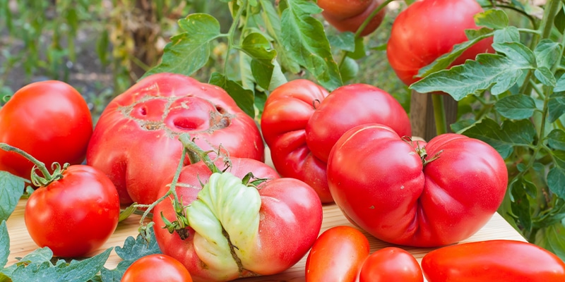 Photo of "non-normalised" tomatoes to ilustrate how Lagos' Intermarché is helping combat food waste