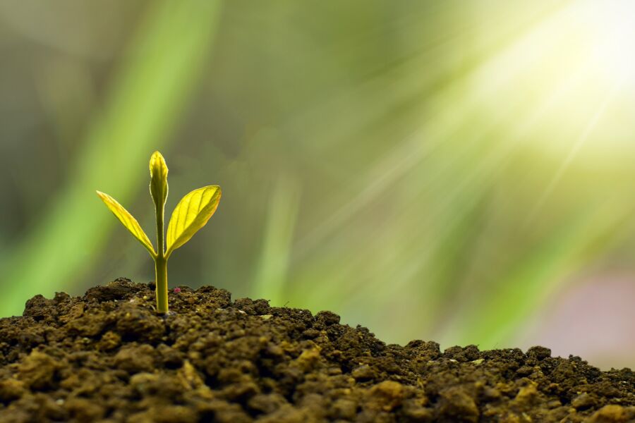 Castro Marim seeks volunteers for reforestation initiative