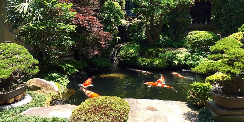 Japanese garden with Koi Carp