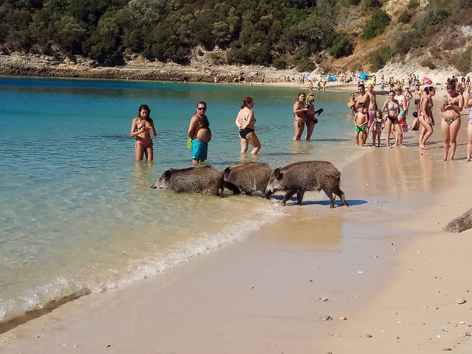 javalis_na_arrabida.jpg