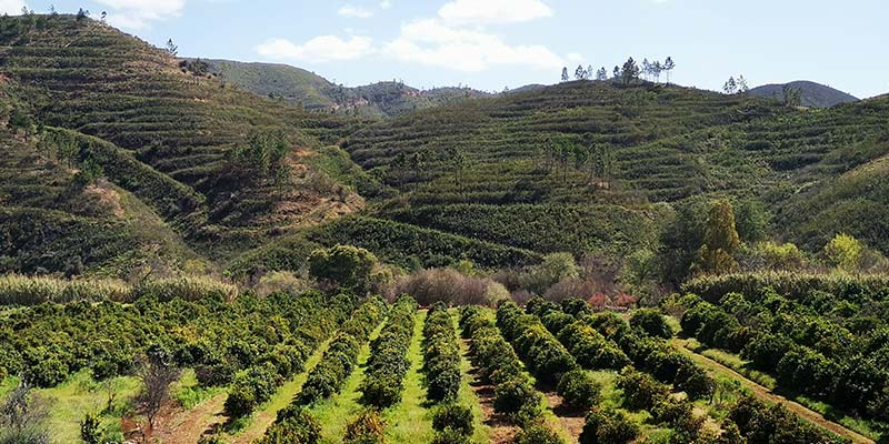 Photo of the Orange Eco Land where the Jovan Eco Hause New Life project. is located