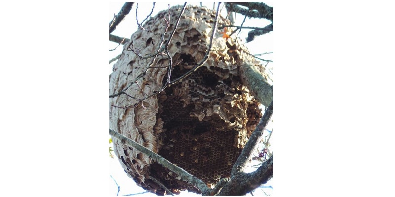 Asian hornet nests can be the size of gas bottles; the hornets themselves can measure 3cm in length