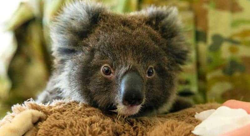 Lisbon Zoo starts fundraising campaign to help animal victims of Australia’s fires