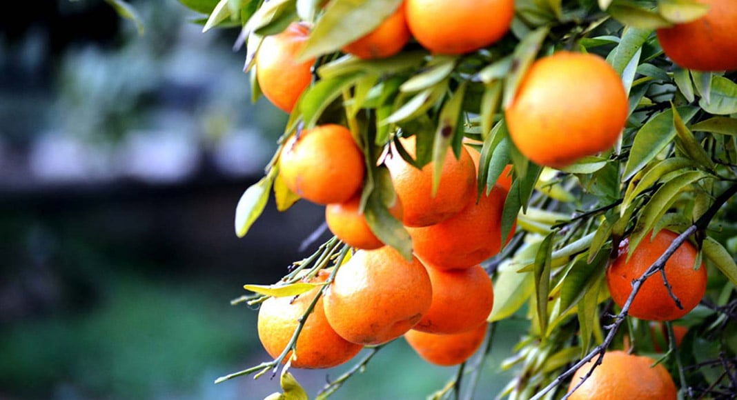 Tourism: Silves to unveil ‘Orange Route’ next week