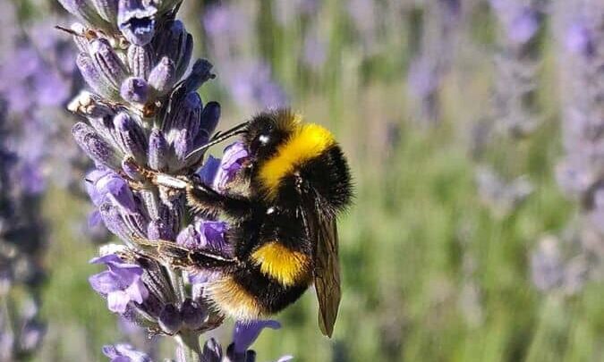 Pesticides versus pollinators