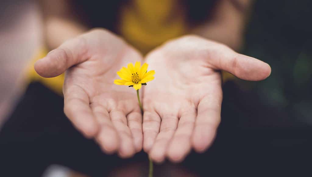 open hands holding yellow flower