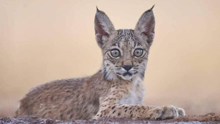lince-iberico_-860x484|lince-iberico|lince_iberico
