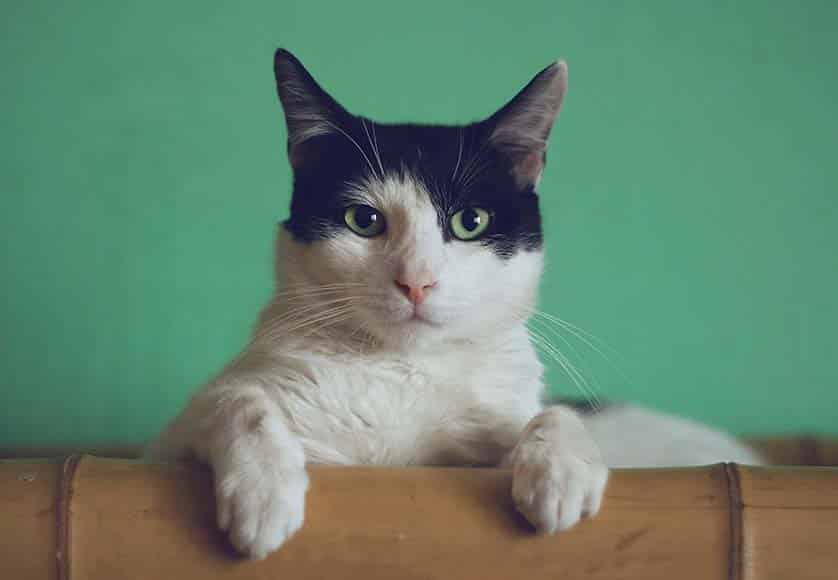Photo of a cat