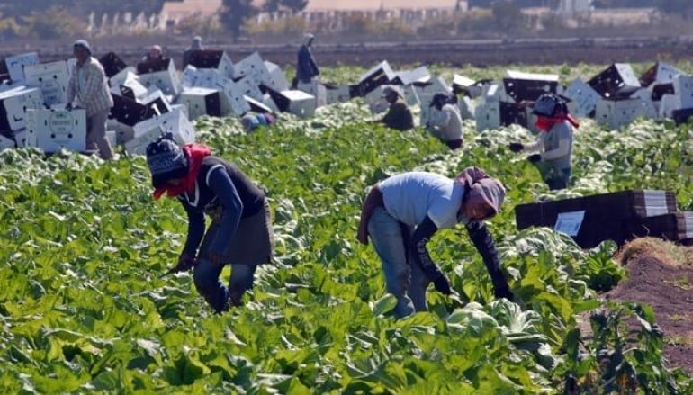 Agriculture needs 4,000 foreign workers for 2023, says CAP