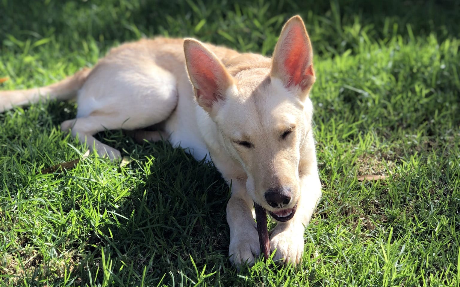 Pet Corner: Blondie’s makeover|Pet Corner: Blondie’s makeover|Pet Corner: Blondie’s makeover